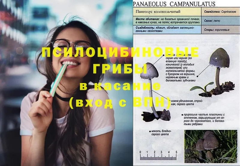 Псилоцибиновые грибы Psilocybine cubensis  Боготол 